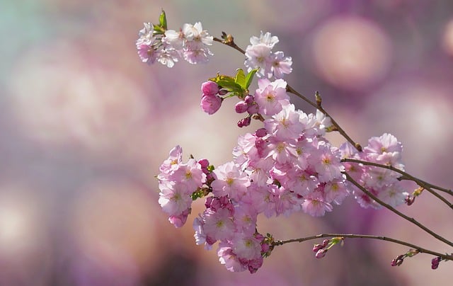 보령 주산 벚꽃 축제