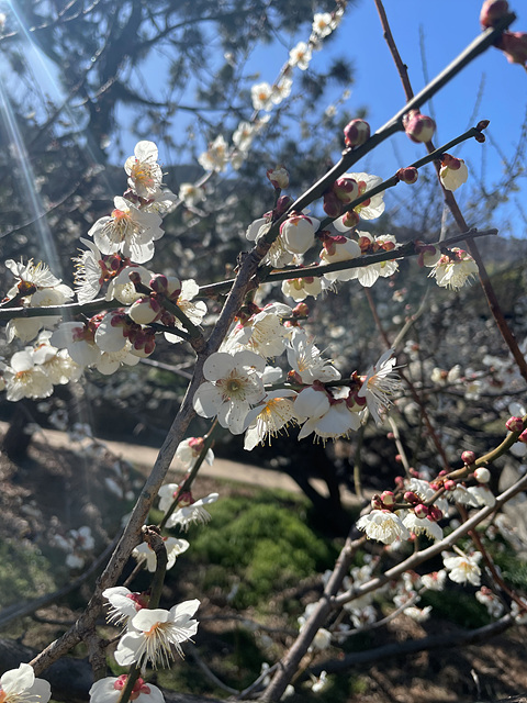 24년 광양 매화 축제 일정 요금 주차
