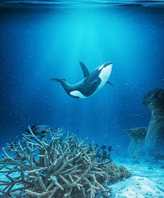 고래꿈,고래꿈해몽,고래나오는꿈,과연 무슨 의미일까?