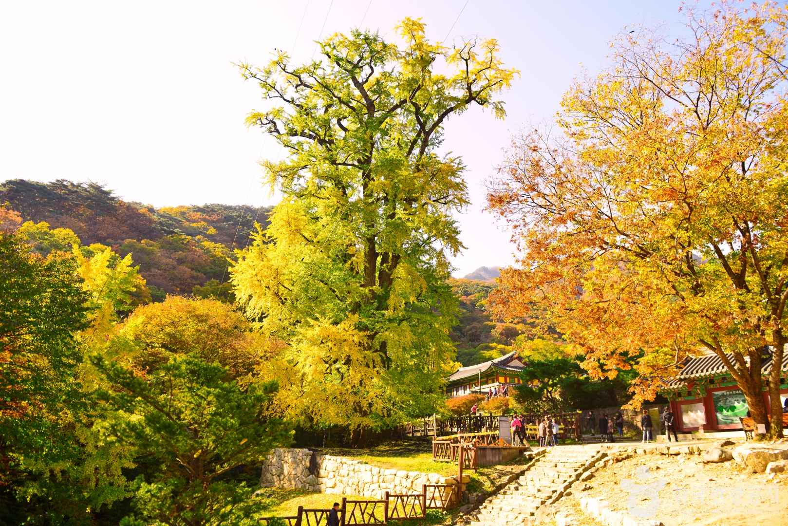 양평 용문사 은행나무