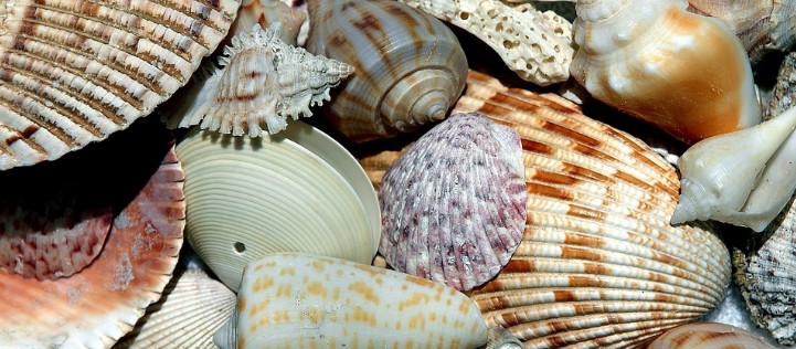 패류독소 원인 - 조개 패류독소, 바지락 패류독소, 홍합 패류독소