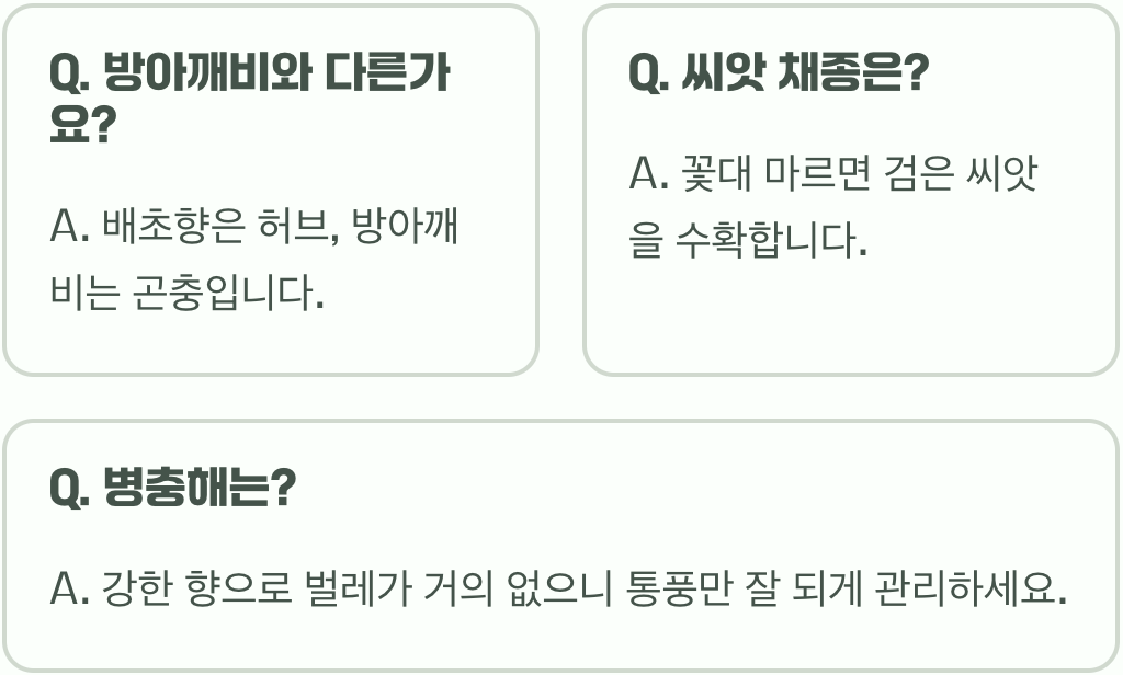 배초향(방아) 키우기 A to Z, 씨앗부터 수확까지