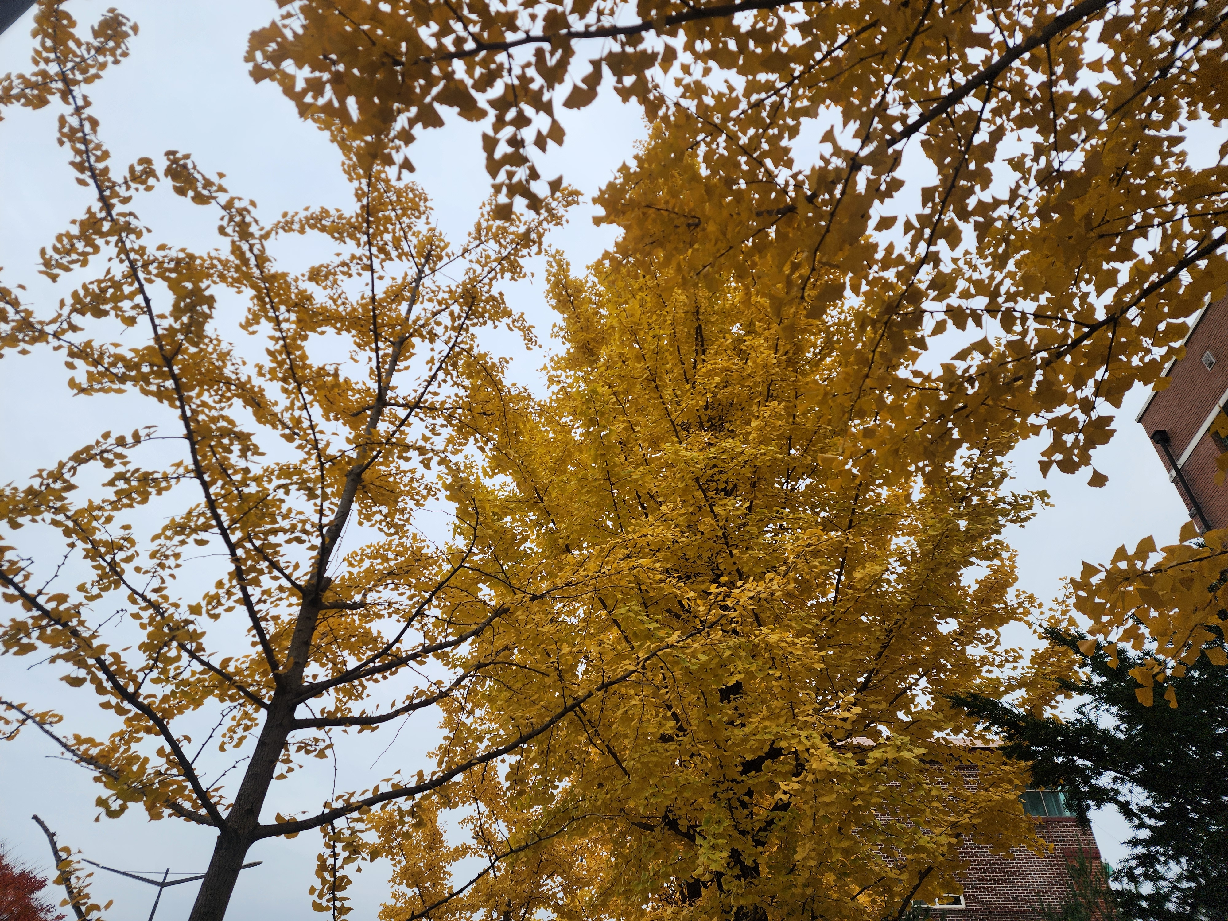 도봉산 단풍 절정