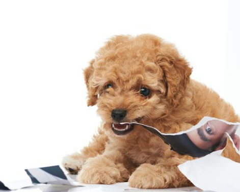 이물 섭취 사진