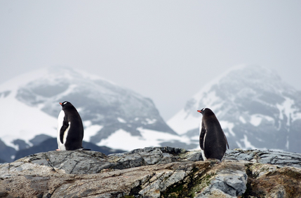 동물의 계절별 생활 방식과 생존 전략