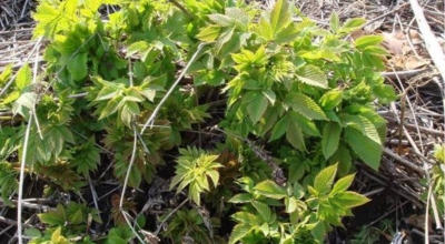 눈개승마 이미지