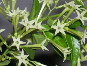 보기 좋고 해충도 쫓는, 집 안 식물 BEST 7