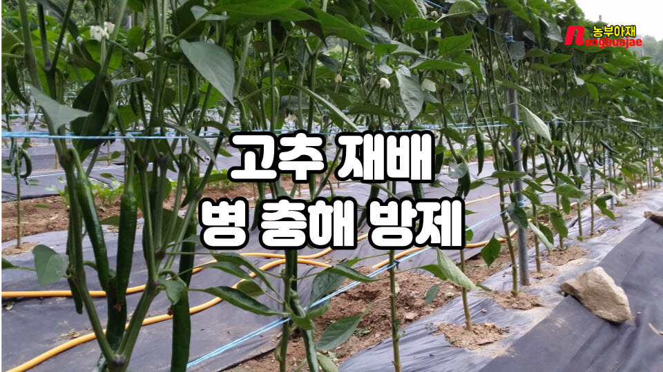 고추재배 병충해 방제