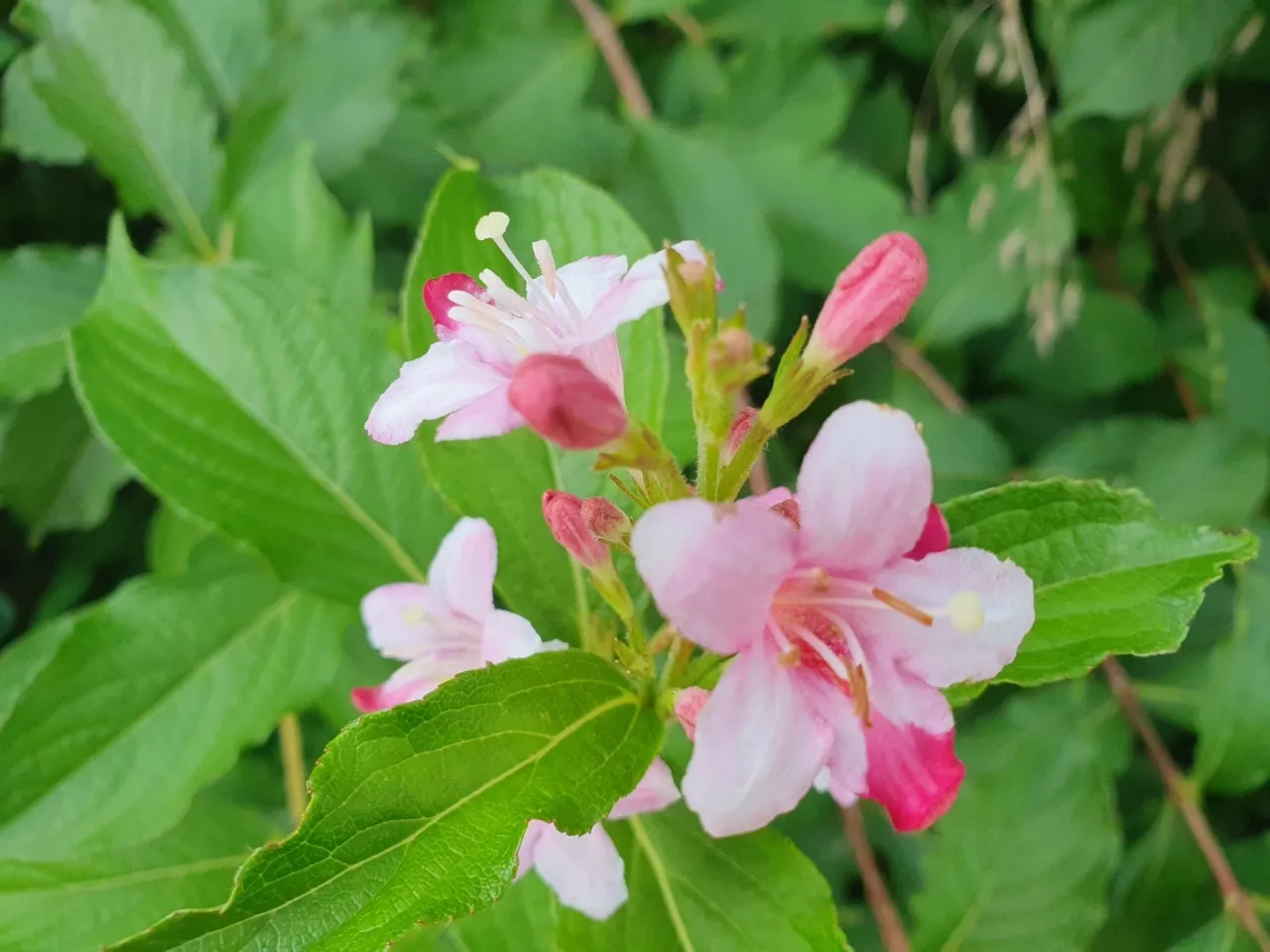 병꽃 무늬병꽃 삼색병꽃 붉은병꽃 아름다운 꽃 종류_2