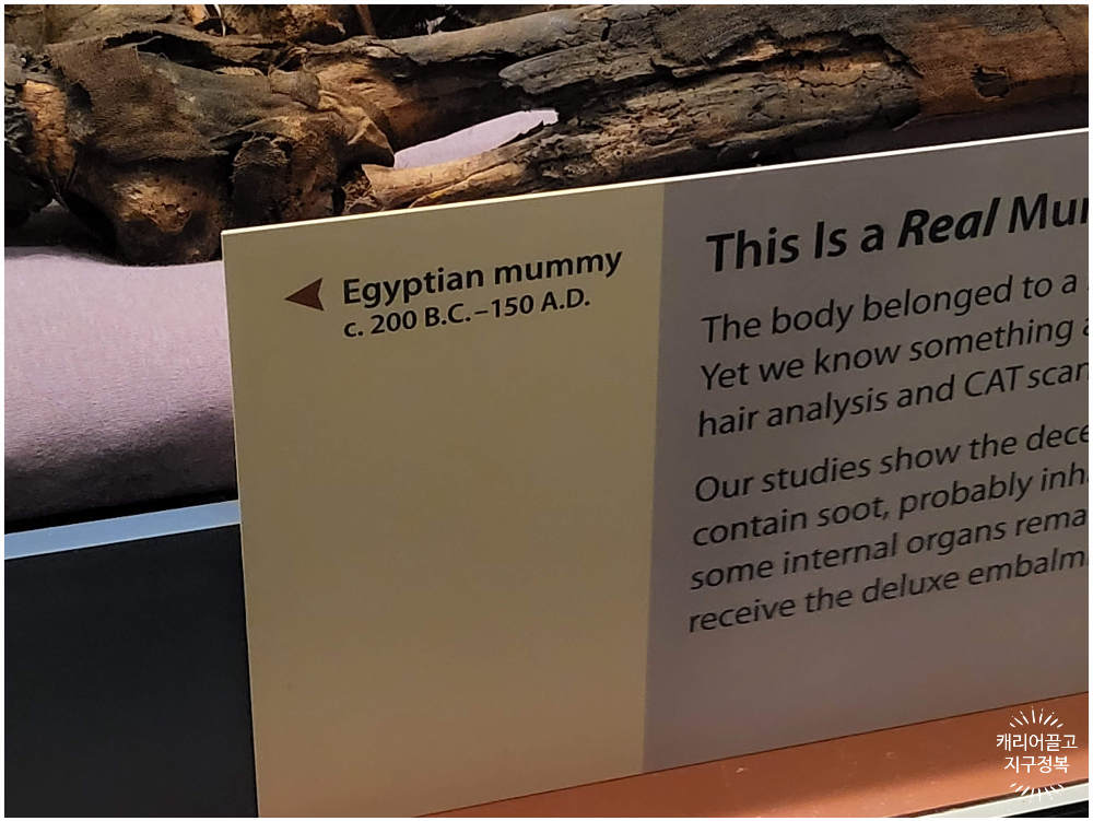 워싱턴 스미스소니언 국립 자연사 박물관