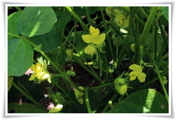 텃밭 "6월, 팥을 심어보세요!" 팥 한 줄 심고 건강과 행복은 두 배로!
