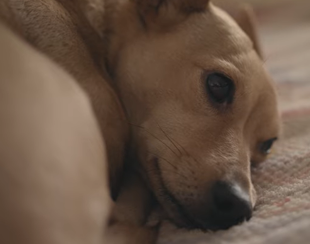 아파서 불쌍한 표정으로 누워있는 반려견의 모습