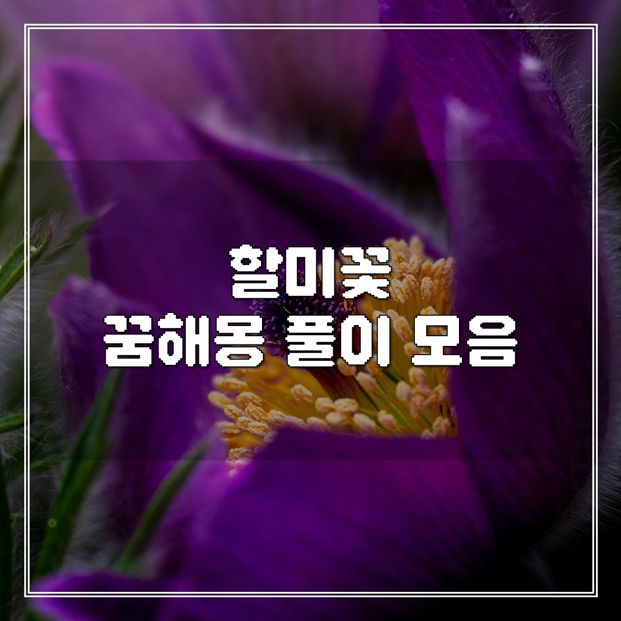 할미꽃 꿈, 꿈해몽 풀이 모음 썸네일