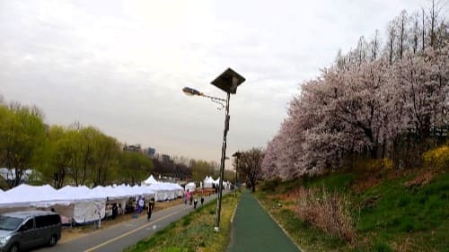 양재천-벚꽃-축제-노점상
