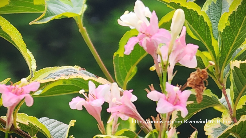 무늬병꽃나무 Korean Variegated Weigela