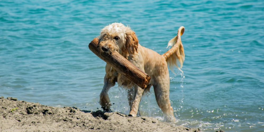 강아지는 우리 인간과는 다른 동물입니다.