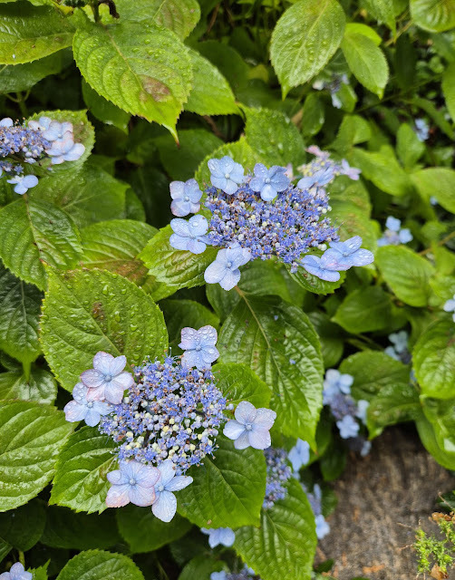 비에 젖어 반짝이는 산수국 꽃을 클로즈업으로 담은 사진. 연푸른색과 연보랏빛 꽃잎이 중앙의 작고 촘촘한 꽃무리를 둘러싸고 있으며, 주변의 잎들도 빗방울로 윤기를 띠고 있다.