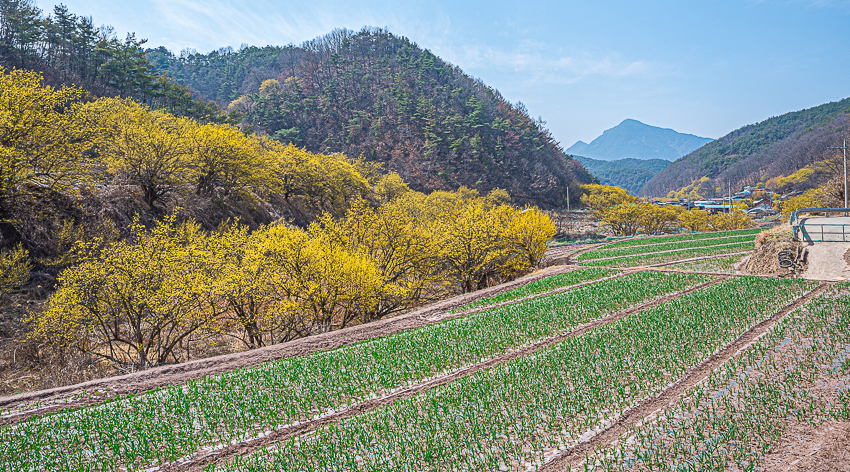 의성 산수유마을
