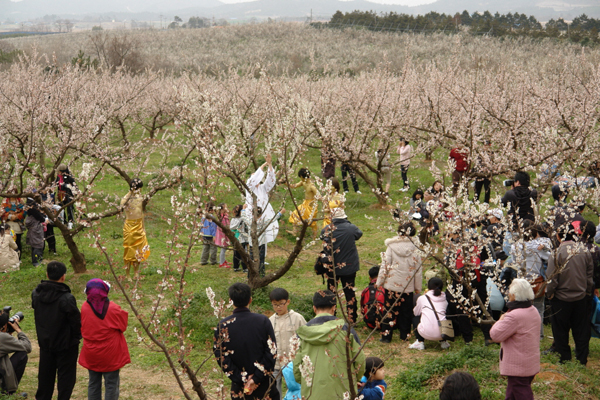 해남 땅끝매화축제 체험기 - 봄꽃과 바다가 만나는 순간