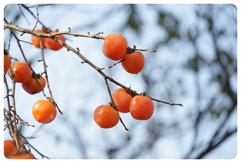 감나무 가지에 달린 감