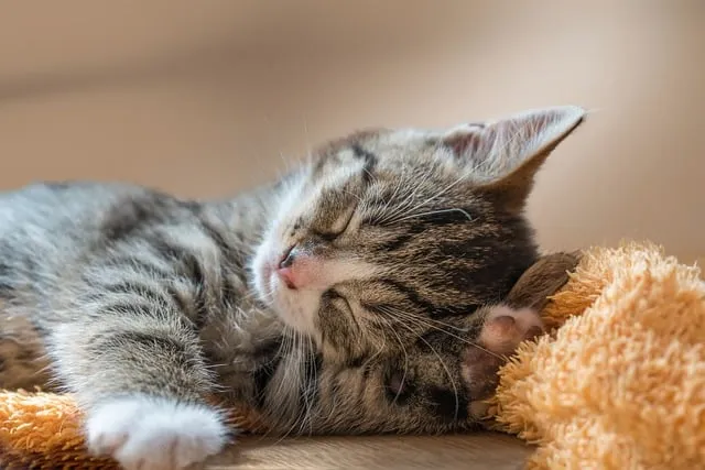 고양이 수명 평균 품종별 집고양이_3
