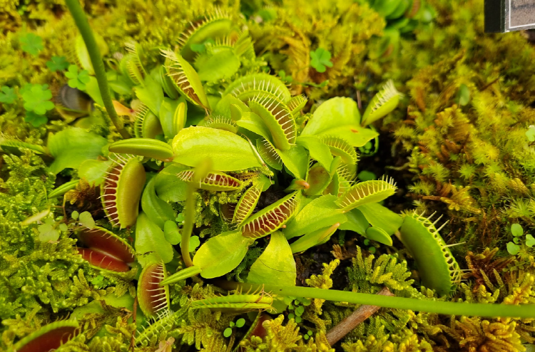 부천호수식물원 수피아