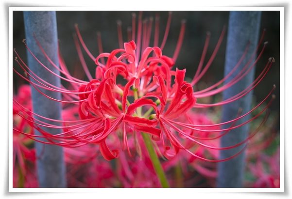 &quot;상사화&quot; 이루어질 수 없는 사랑의 꽃, 그 아름다움과 가치!