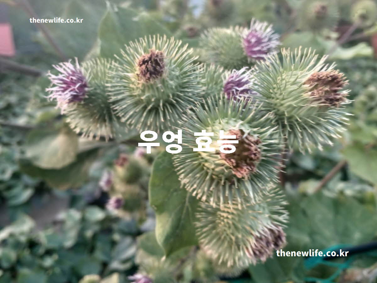 우엉 효능 대표 실사진