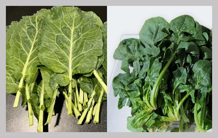 케일, 시금치
