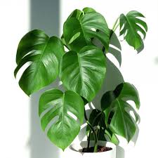 반려식물과 정신건강: 스트레스 해소의 비밀, 그린테라피