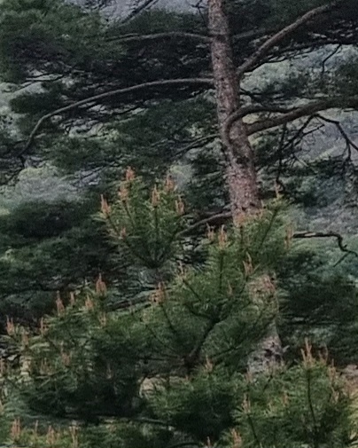 2025 기후 변화와 꽃가루