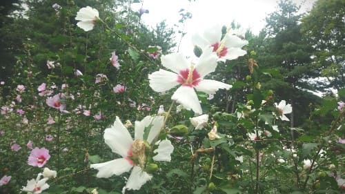 무궁화-종류-분류기준