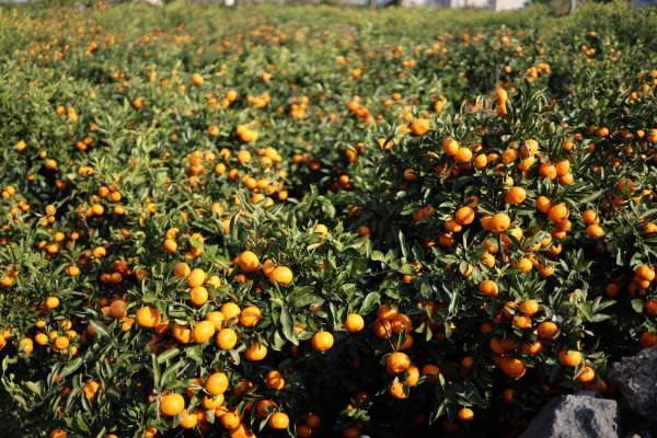 제주도 감귤밭 사진