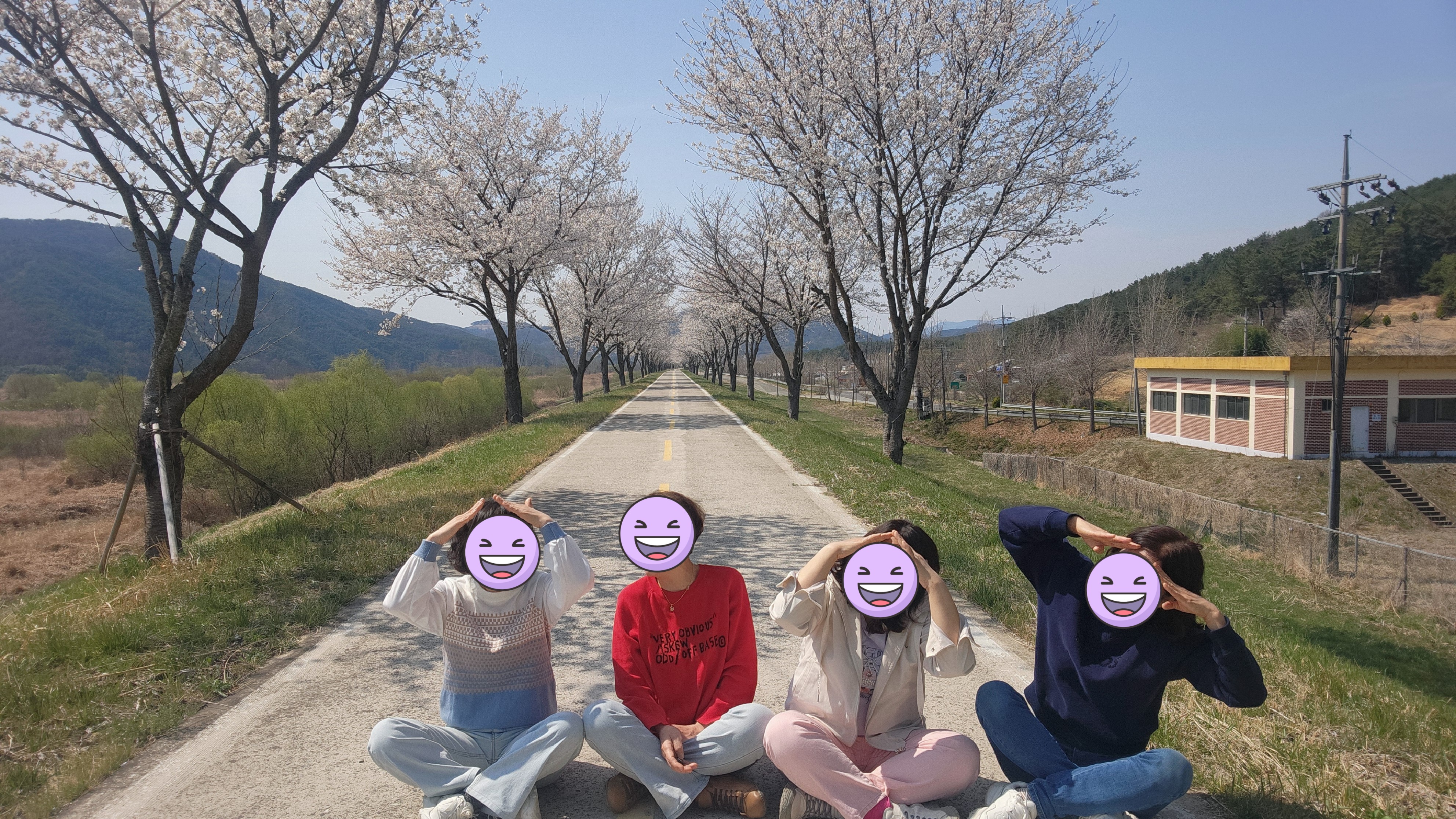 직접 다녀온 창녕 만년교 벚꽃길🌸 창녕의 숨은 벚꽃 명소를 소개합니다!