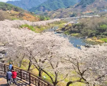 하동 십리벚꽃길_10