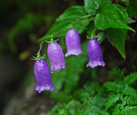 가을에 피는 꽃 금강초롱꽃