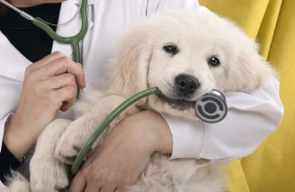 강아지사진/출처:어도비스톡