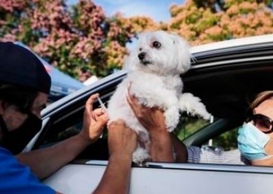 애완동물 코로나19