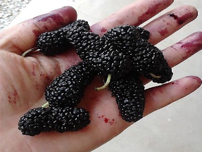 오디 효능 및 부작용, 먹는 방법