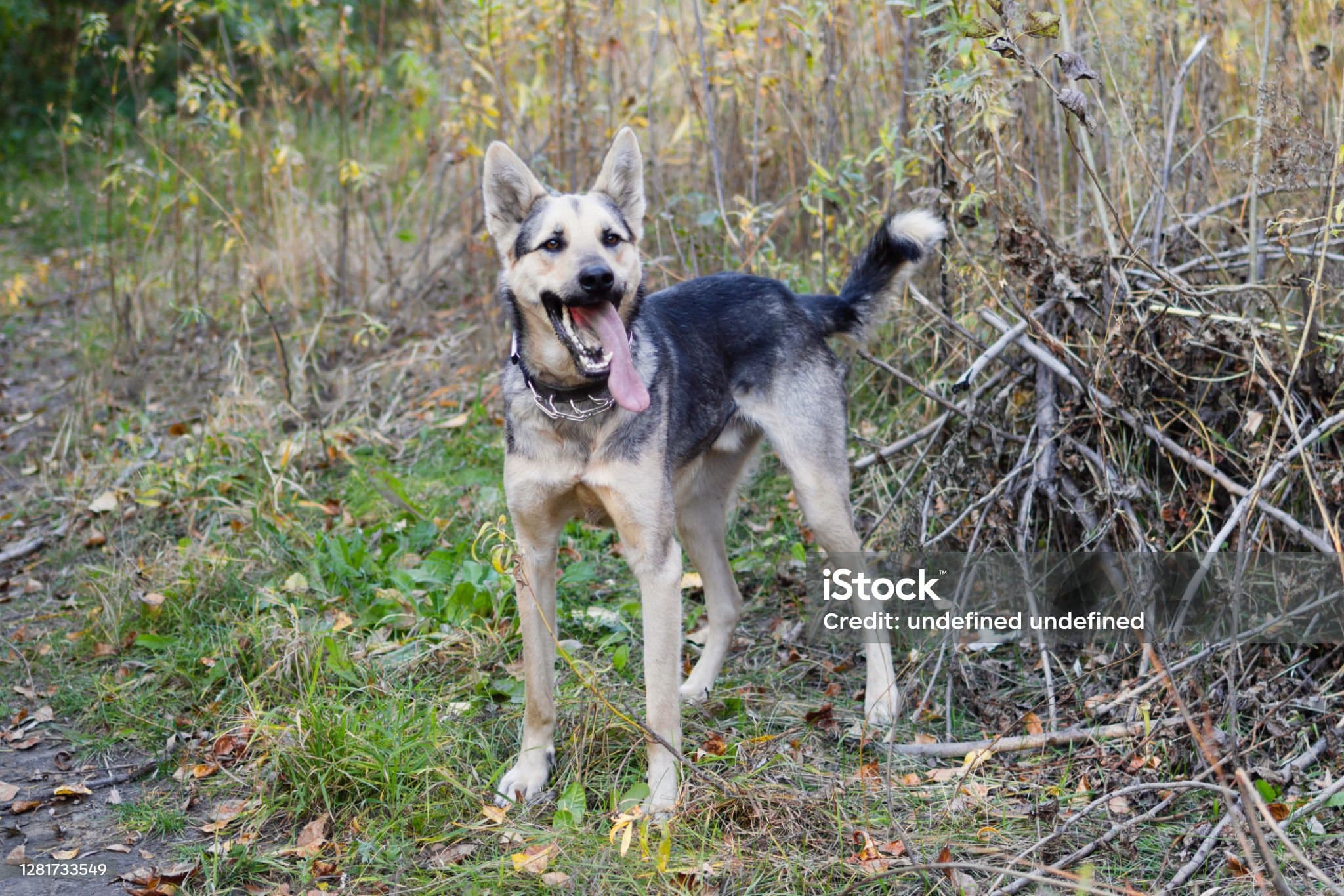 강아지 번역기 ‘바크 트랜슬레이터’ – 내 강아지가 말한다고? 현실은 그냥 삑삑이