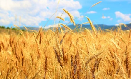 옥타코사놀 복용법