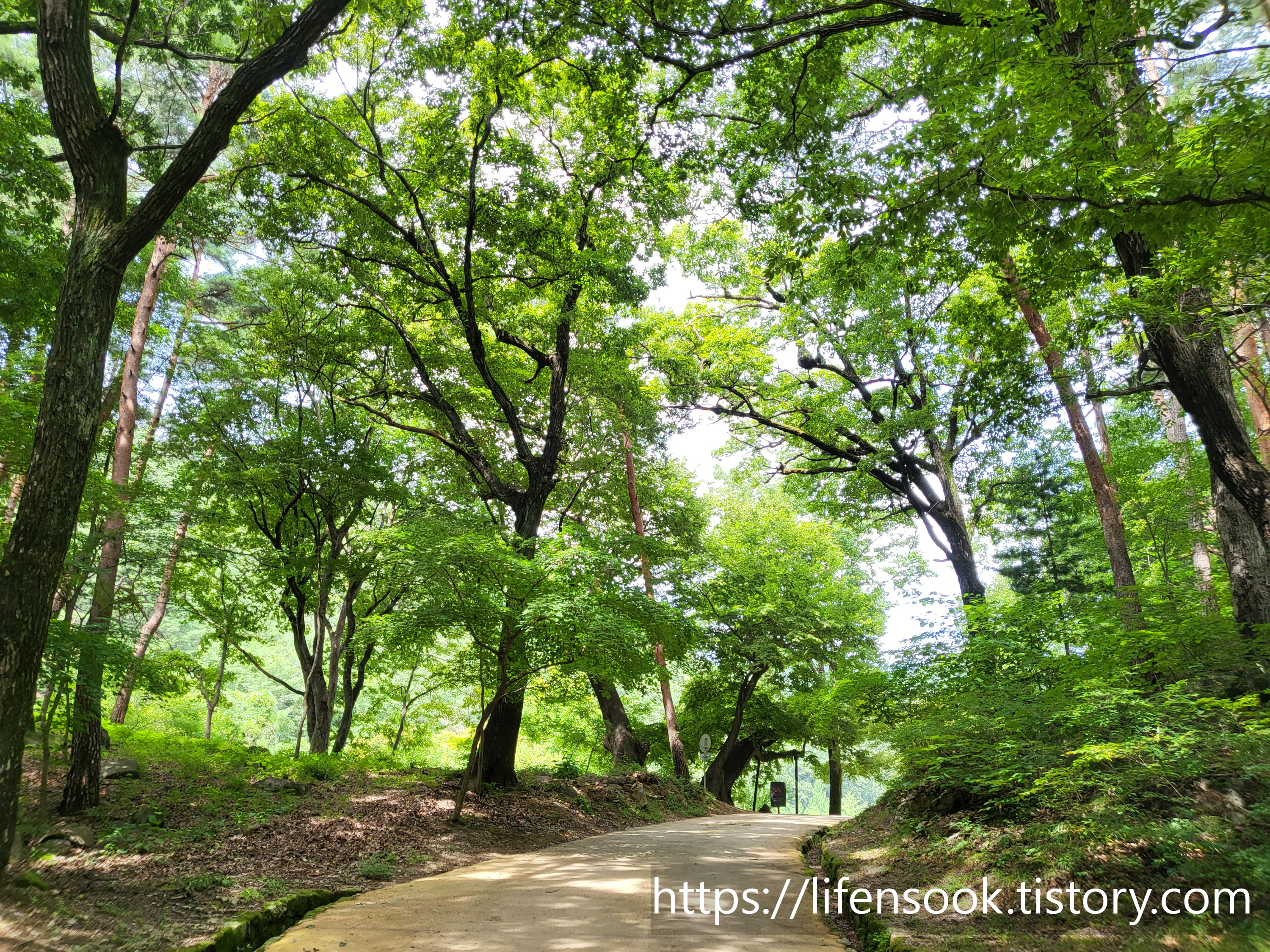 불영사 가는 길 4