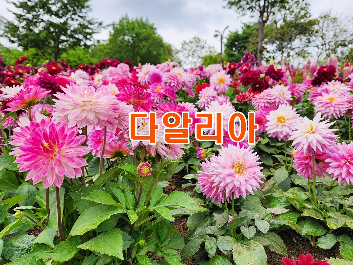다알리아