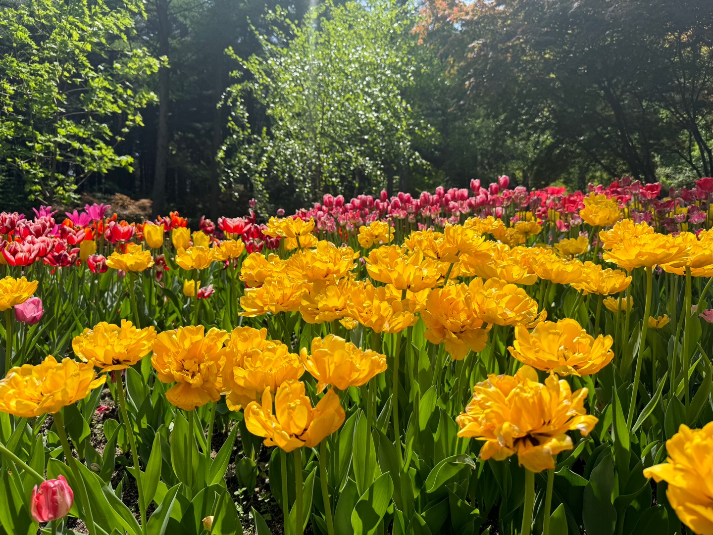 아침고요수목원