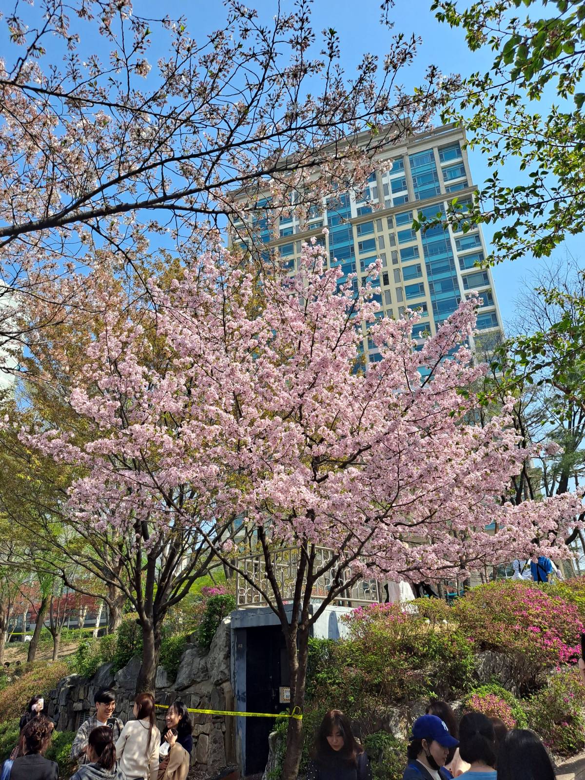 석촌호수 홍매화