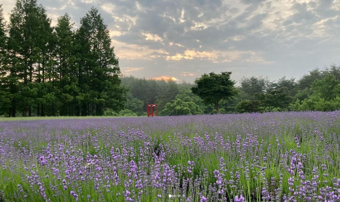 하늬팜 라벤더축제 개화상황