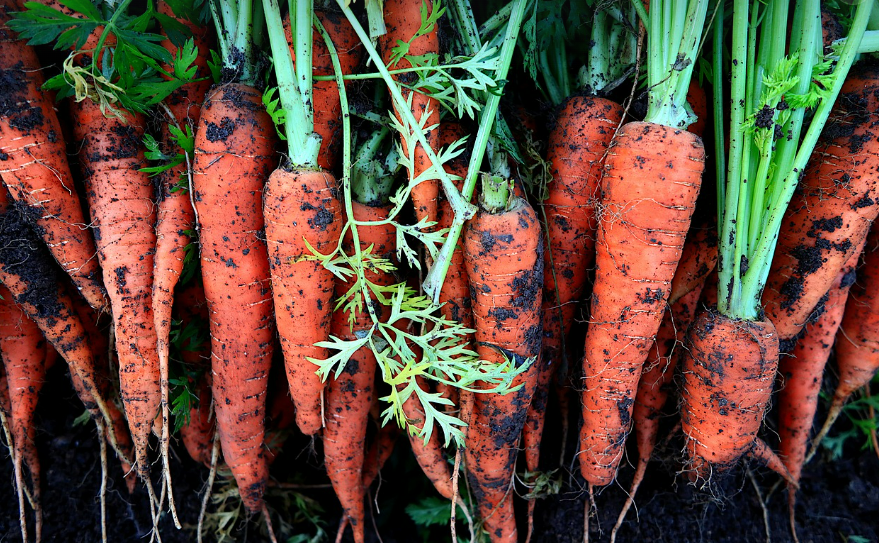 흙당근이 암예방에 좋은 이유에 대한 사진