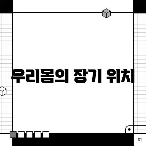 우리몸의 장기 위치