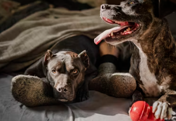 식용개 보상 개고기 식용 금지법 보상 식용개 사육농가 마리당 최대 60만원