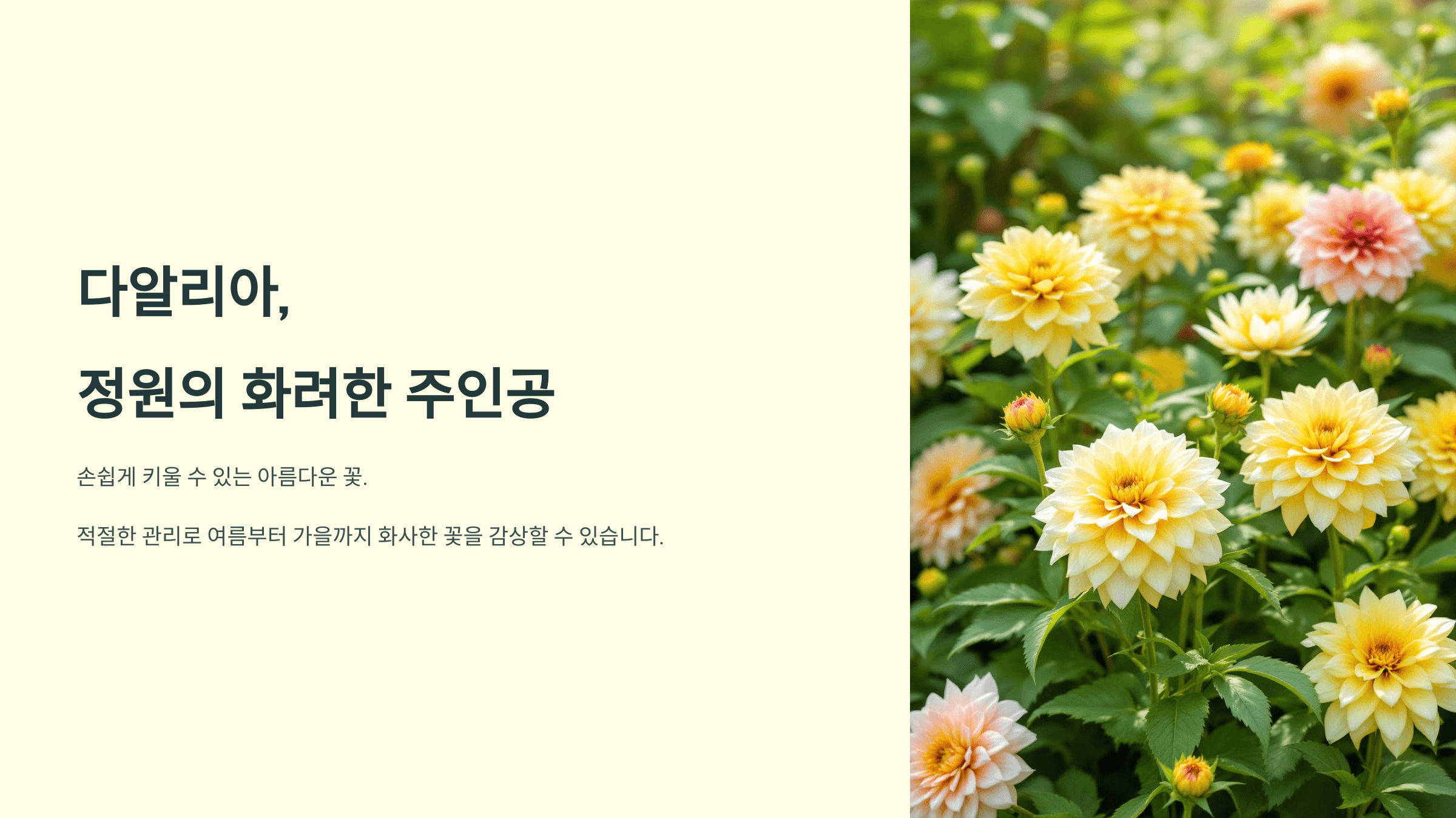 다알리아꽃 사진입니다.